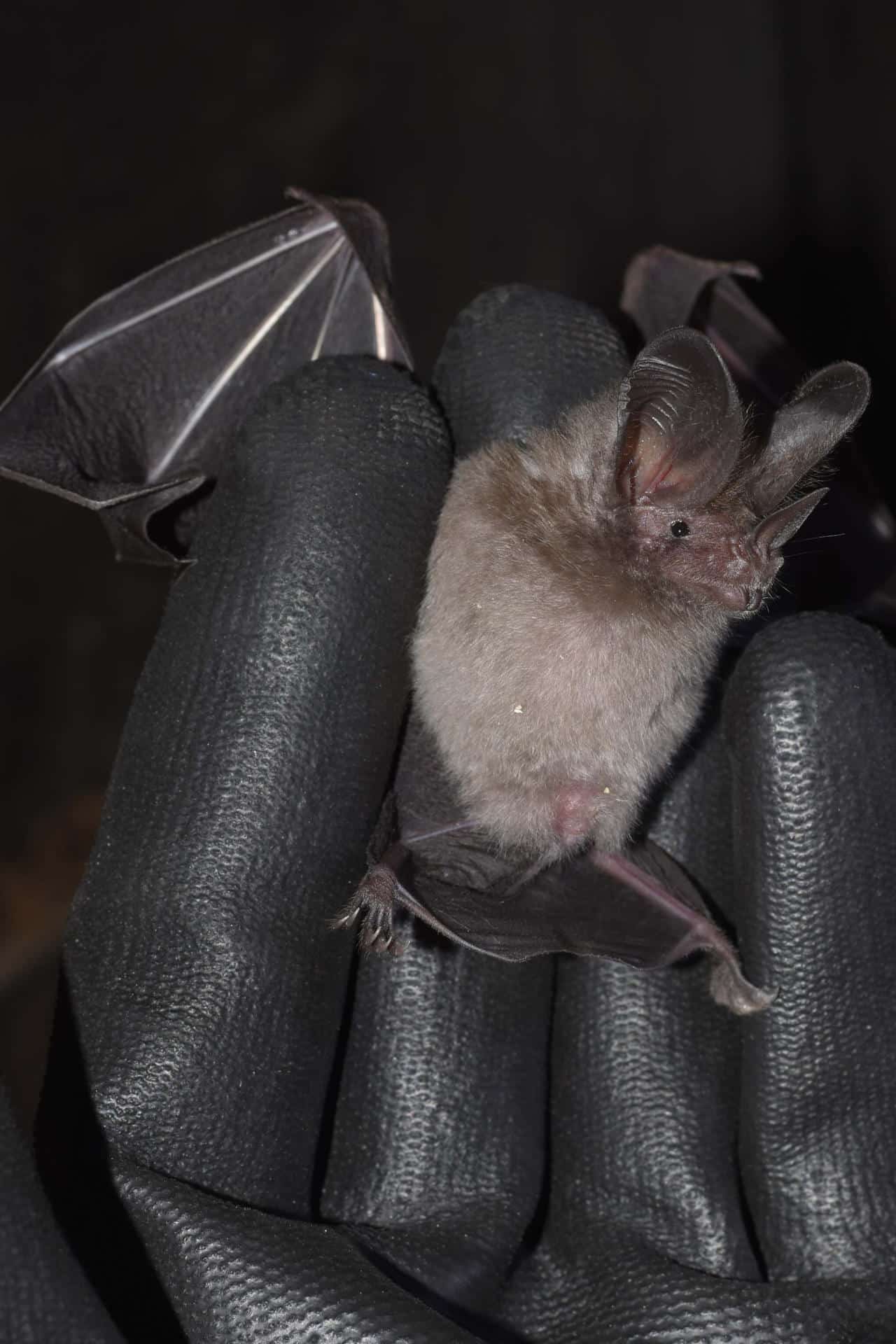 Fotografía cedida por Juan Diego Ariza de un murciélago Micronycteris sanborni. EFE/ Juan Diego Ariza