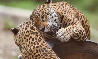 Dos jaguares juegan en el bioparque Vesty Pakos, este viernes en La Paz (Bolivia). EFE/Luis Gandarillas