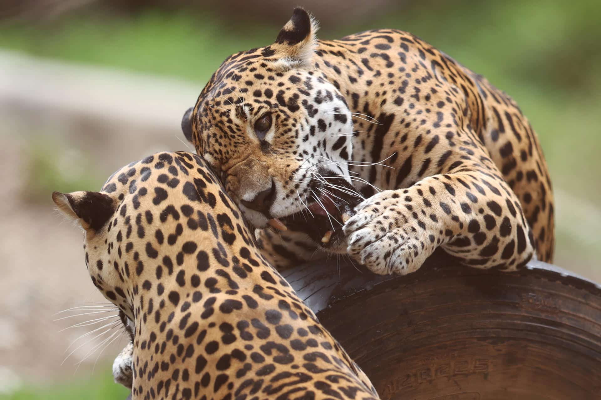 Dos jaguares juegan en el bioparque Vesty Pakos, este viernes en La Paz (Bolivia). EFE/Luis Gandarillas