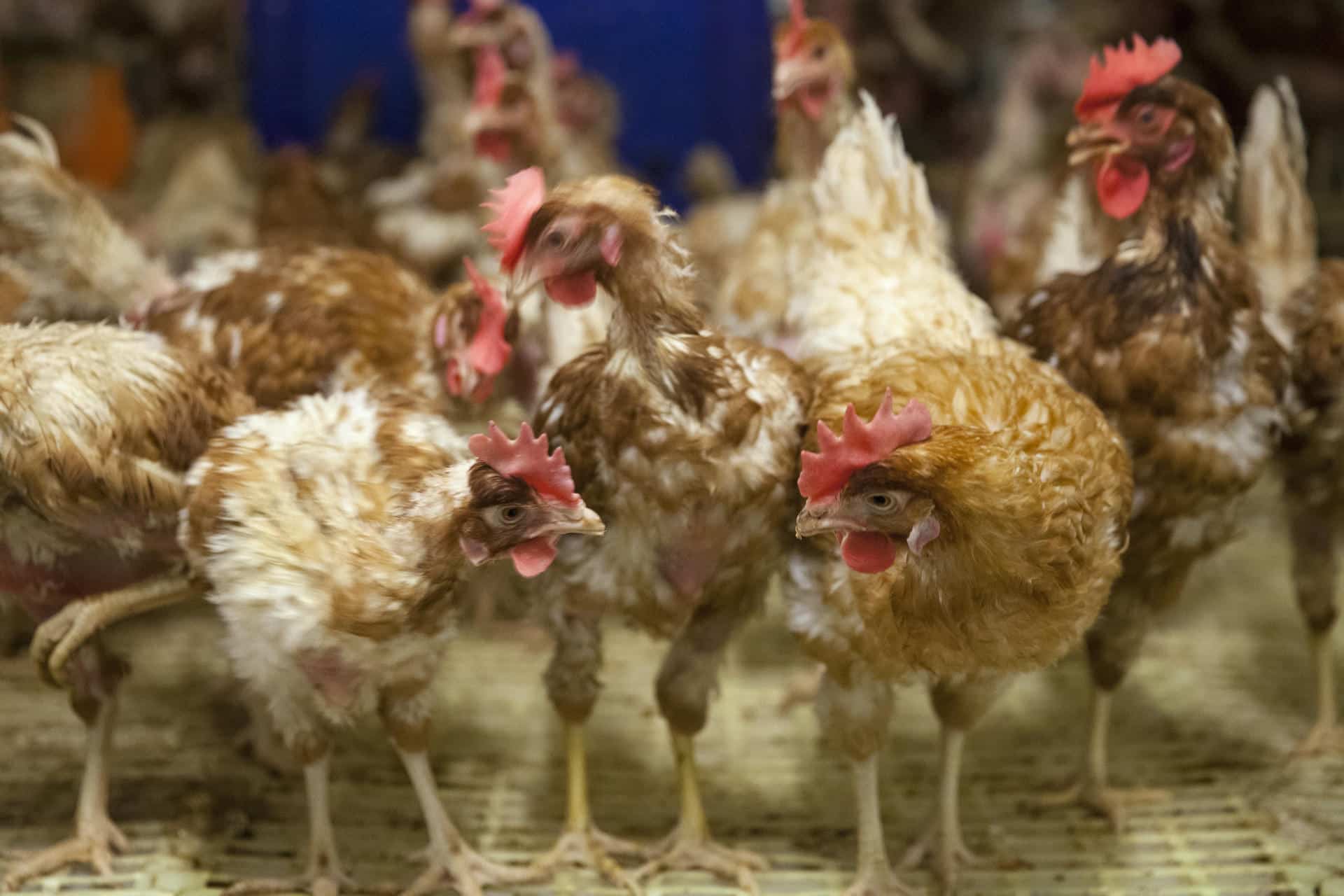 En la imagen de archivo, una granja de producción ecológica de huevos. EFE/David Aguilar