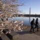 Fotografía de archivo en donde dos personas pasean al perro junto a los almendros en flor en la ensenada de la Cuenca Tidal de Washington, EE UU. EFE/ Michael Reynolds