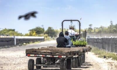 Bloquean protecciones de Biden a trabajadores agrícolas