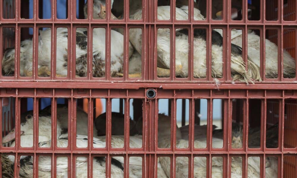 Fotografía de archivo de aves de corral que son llevadas en jaulas a un matadero para evitar que se extienda una epidemia de gripe aviar. EFE/Caroline Blumberg