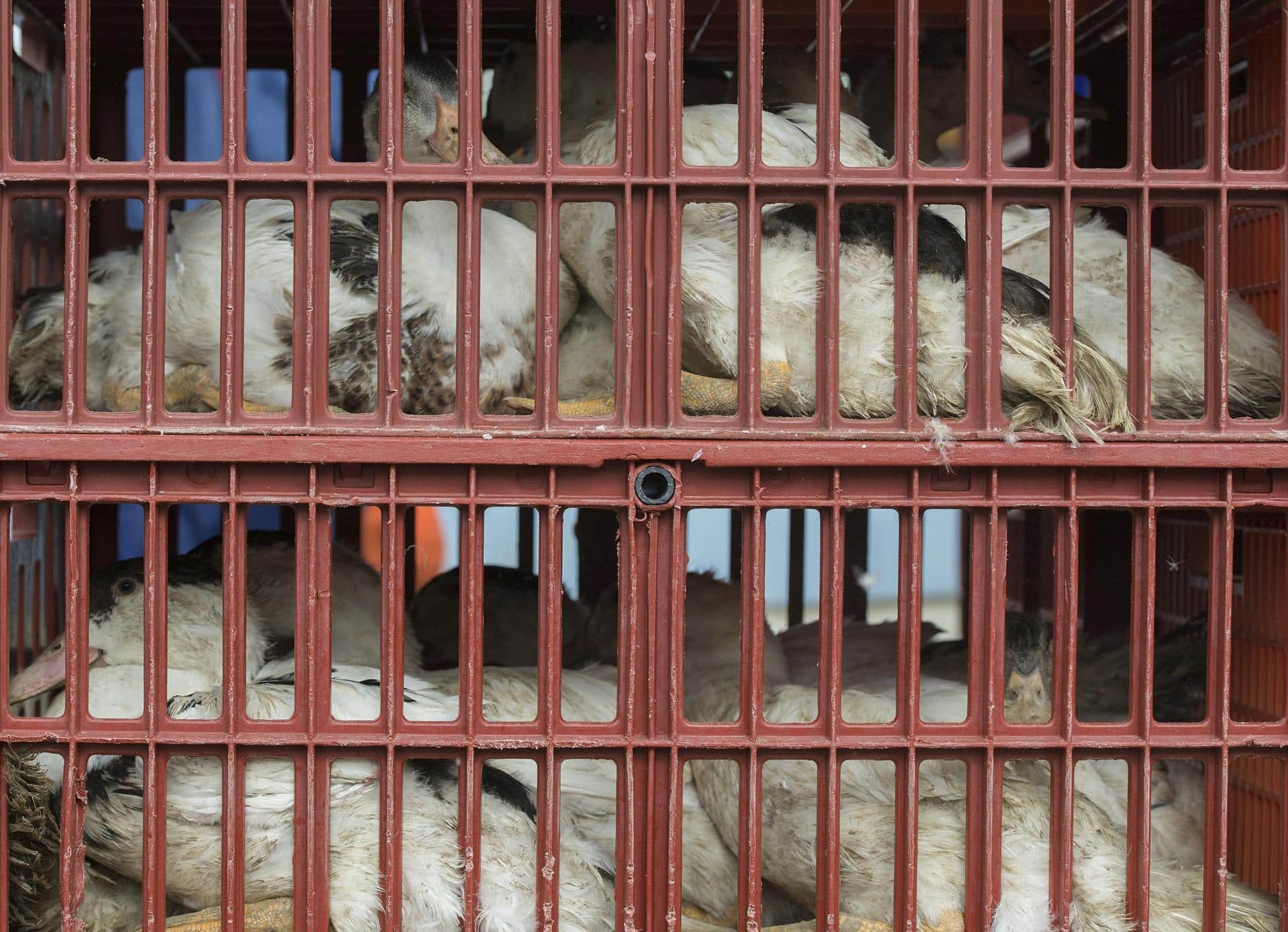 Fotografía de archivo de aves de corral que son llevadas en jaulas a un matadero para evitar que se extienda una epidemia de gripe aviar. EFE/Caroline Blumberg