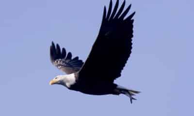 Fotografía de archivo de un águila calva con un pez en sus garras sobre el río Susquehanna en la presa Conowingo en Darlington, Maryland, EE. UU., el 8 de diciembre de 2023. EFE/EPA/Michael Reynolds