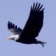 Fotografía de archivo de un águila calva con un pez en sus garras sobre el río Susquehanna en la presa Conowingo en Darlington, Maryland, EE. UU., el 8 de diciembre de 2023. EFE/EPA/Michael Reynolds