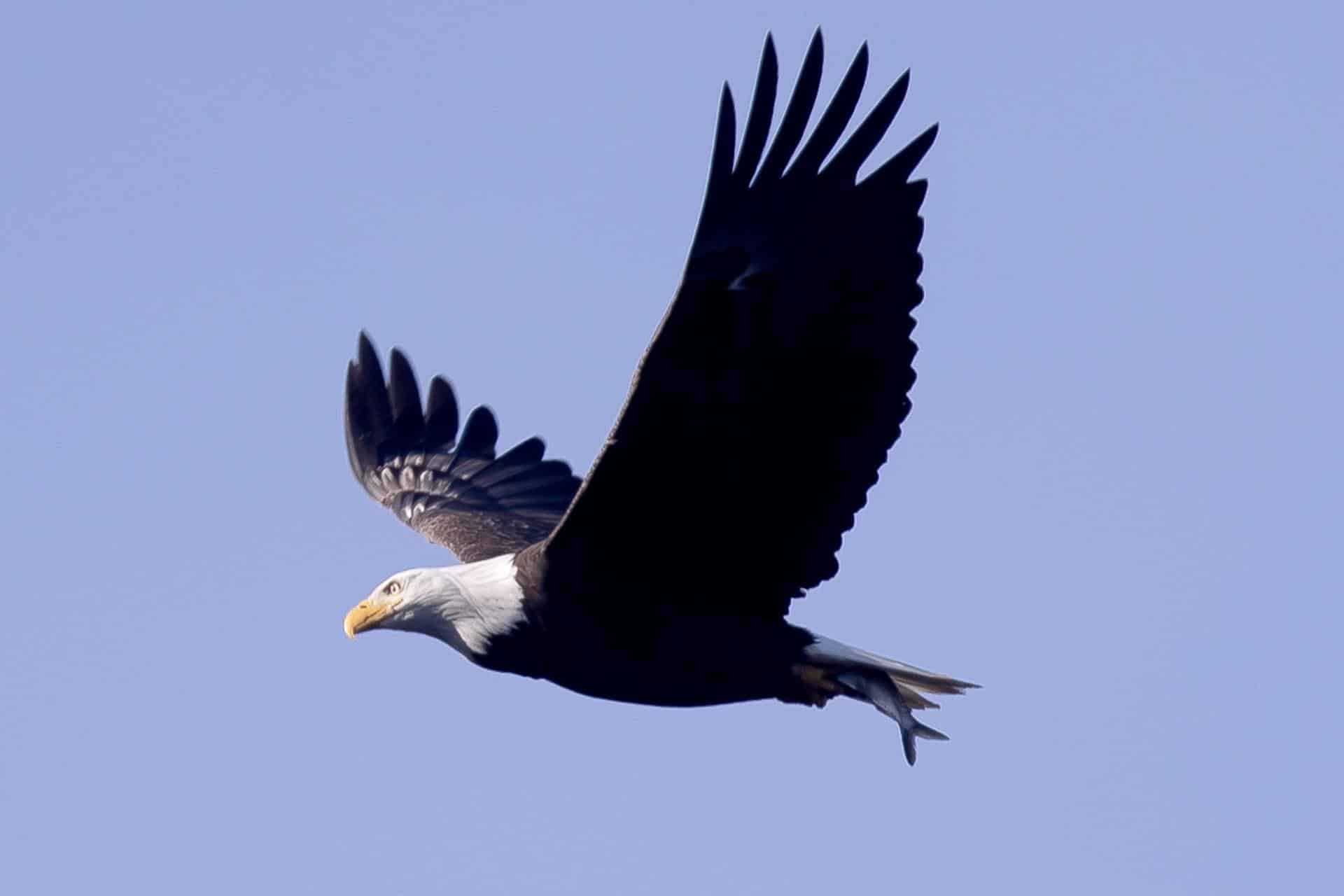 Fotografía de archivo de un águila calva con un pez en sus garras sobre el río Susquehanna en la presa Conowingo en Darlington, Maryland, EE. UU., el 8 de diciembre de 2023. EFE/EPA/Michael Reynolds