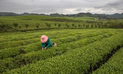 Una mujer cosecha hojas de té en una plantación en Yongxing, cerca de la ciudad de Zunyi, en la provincia central de Guizhou, China, en una imagen de archivo. EFE/EPA/ROMAN PILIPEY