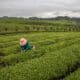 Una mujer cosecha hojas de té en una plantación en Yongxing, cerca de la ciudad de Zunyi, en la provincia central de Guizhou, China, en una imagen de archivo. EFE/EPA/ROMAN PILIPEY