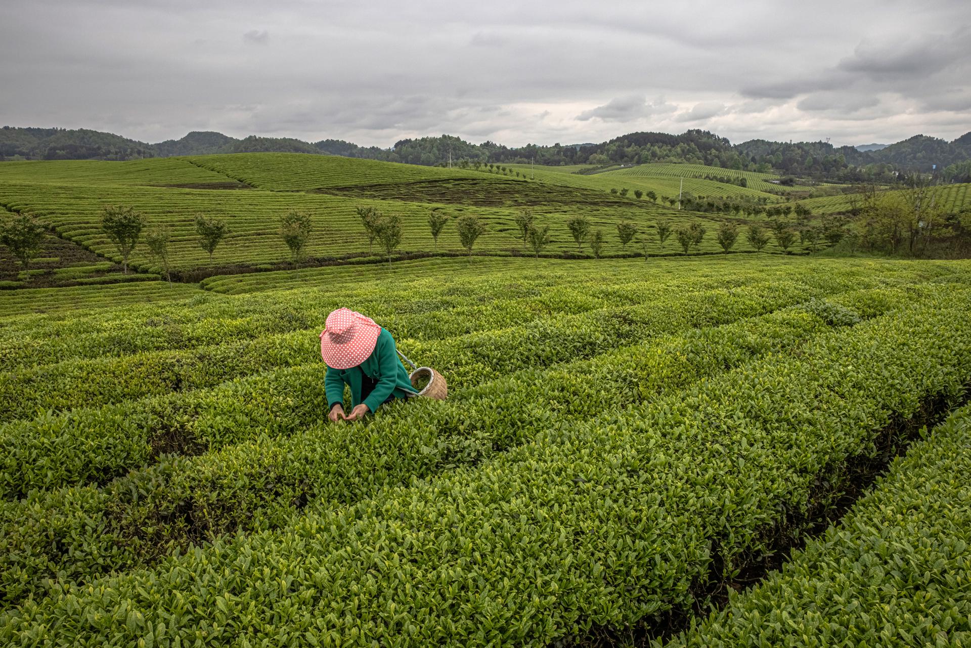 Una mujer cosecha hojas de té en una plantación en Yongxing, cerca de la ciudad de Zunyi, en la provincia central de Guizhou, China, en una imagen de archivo. EFE/EPA/ROMAN PILIPEY