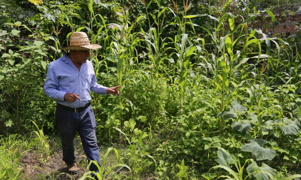 Imagen de archivo del agroecólogo Ezequiel Cárdenas que supervisa una parcela de maíz en la localidad de San Juan Evangelista, municipio de Tlajomulco (México). EFE/Francisco Guasco