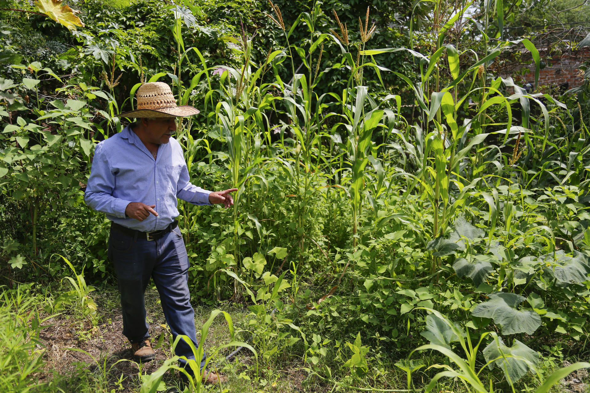 Imagen de archivo del agroecólogo Ezequiel Cárdenas que supervisa una parcela de maíz en la localidad de San Juan Evangelista, municipio de Tlajomulco (México). EFE/Francisco Guasco