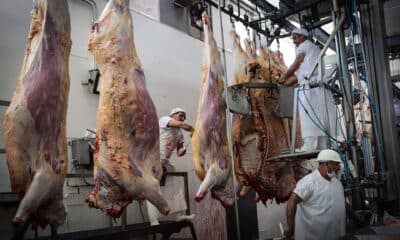 Fotografía de archivo que muestra a trabajadores de un frigorífico uruguayo cortando carne vacuna en Montevideo. EFE/Federico Anfitti