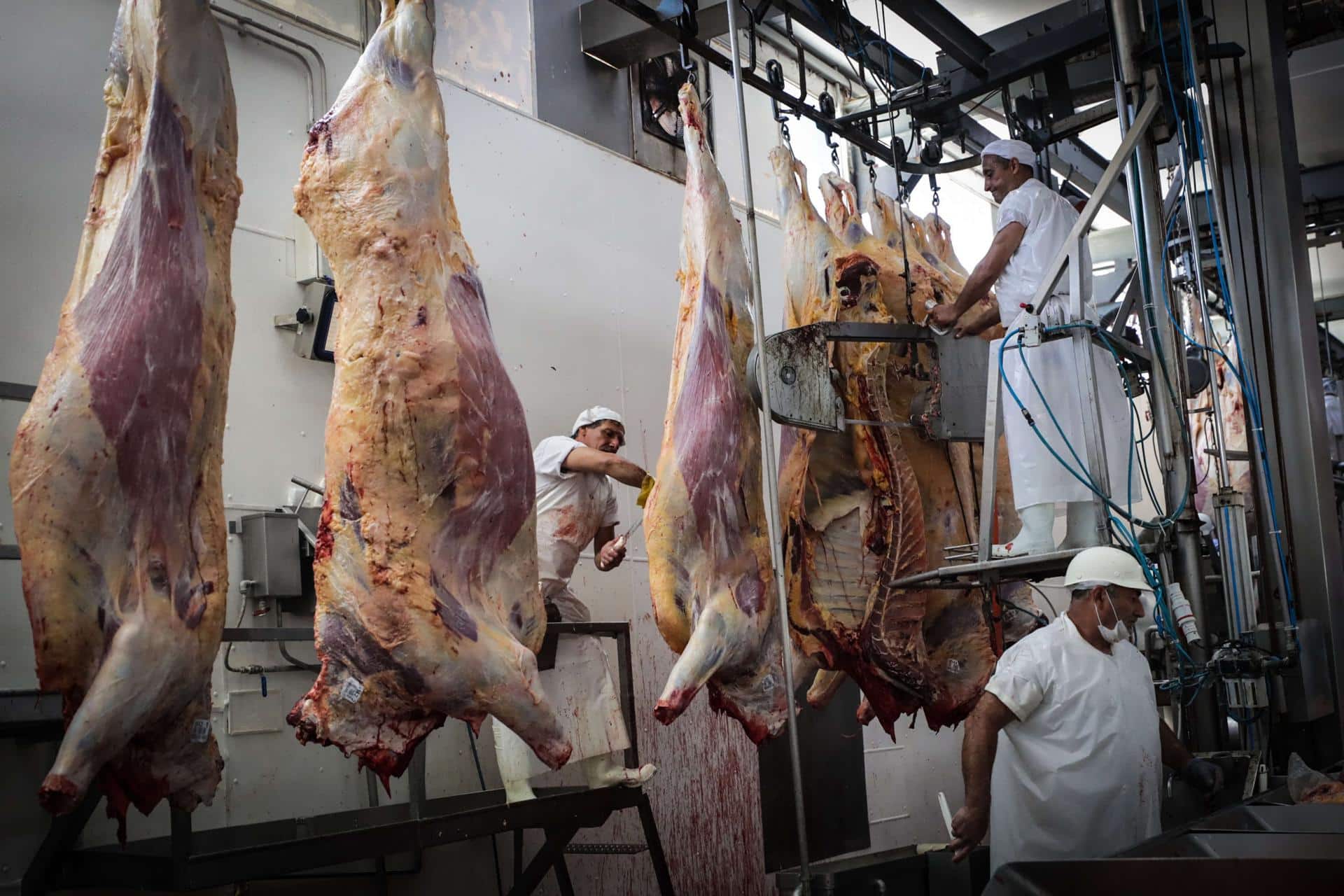 Fotografía de archivo que muestra a trabajadores de un frigorífico uruguayo cortando carne vacuna en Montevideo. EFE/Federico Anfitti