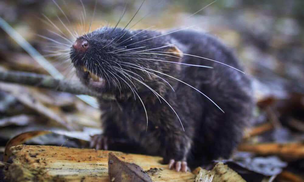 Fotografía sin fecha específica de toma difundida por la organización Conservación Internacional, de un ratón anfibio (Daptomys sp.). EFE/Conservación Internacional/