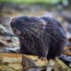 Fotografía sin fecha específica de toma difundida por la organización Conservación Internacional, de un ratón anfibio (Daptomys sp.). EFE/Conservación Internacional/