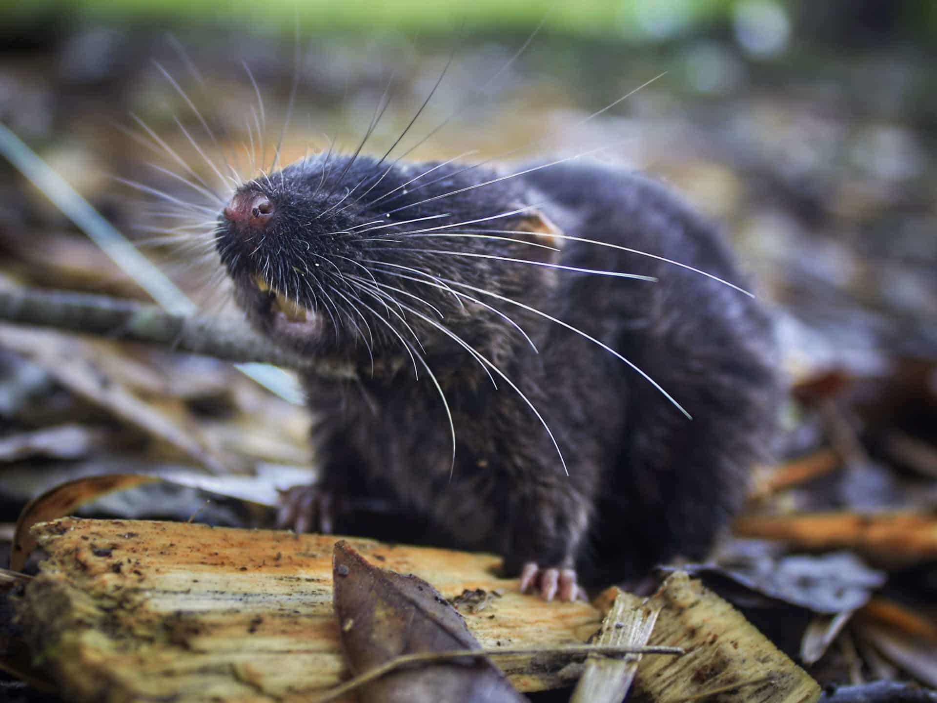 Fotografía sin fecha específica de toma difundida por la organización Conservación Internacional, de un ratón anfibio (Daptomys sp.). EFE/Conservación Internacional/