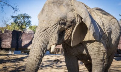 Imagen de archivo de la elefanta africana Yoyo, la más longeva de su especie del mundo, fallecida en el Zoo de Barcelona (España). EFE/ Ayuntamiento de Barcelona **SOLO USO EDITORIAL/SOLO DISPONIBLE PARA ILUSTRAR LA NOTICIA QUE ACOMPAÑA (CRÉDITO OBLIGATORIO)***