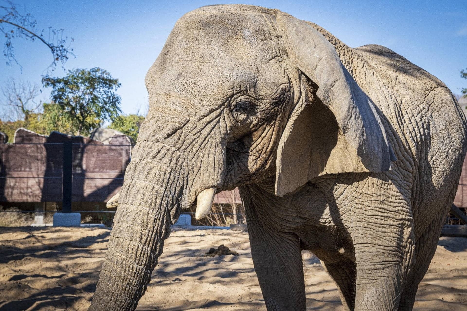 Imagen de archivo de la elefanta africana Yoyo, la más longeva de su especie del mundo, fallecida en el Zoo de Barcelona (España). EFE/ Ayuntamiento de Barcelona **SOLO USO EDITORIAL/SOLO DISPONIBLE PARA ILUSTRAR LA NOTICIA QUE ACOMPAÑA (CRÉDITO OBLIGATORIO)***