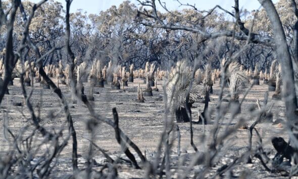 Fotografía de archivo de terreno calcinado durante el conocido como "Verano Negro" en Australia.
EFE/EPA/DAVID MARIUZ AUSTRALIA AND NEW ZEALAND OUT[AUSTRALIA AND NEW ZEALAND OUT]