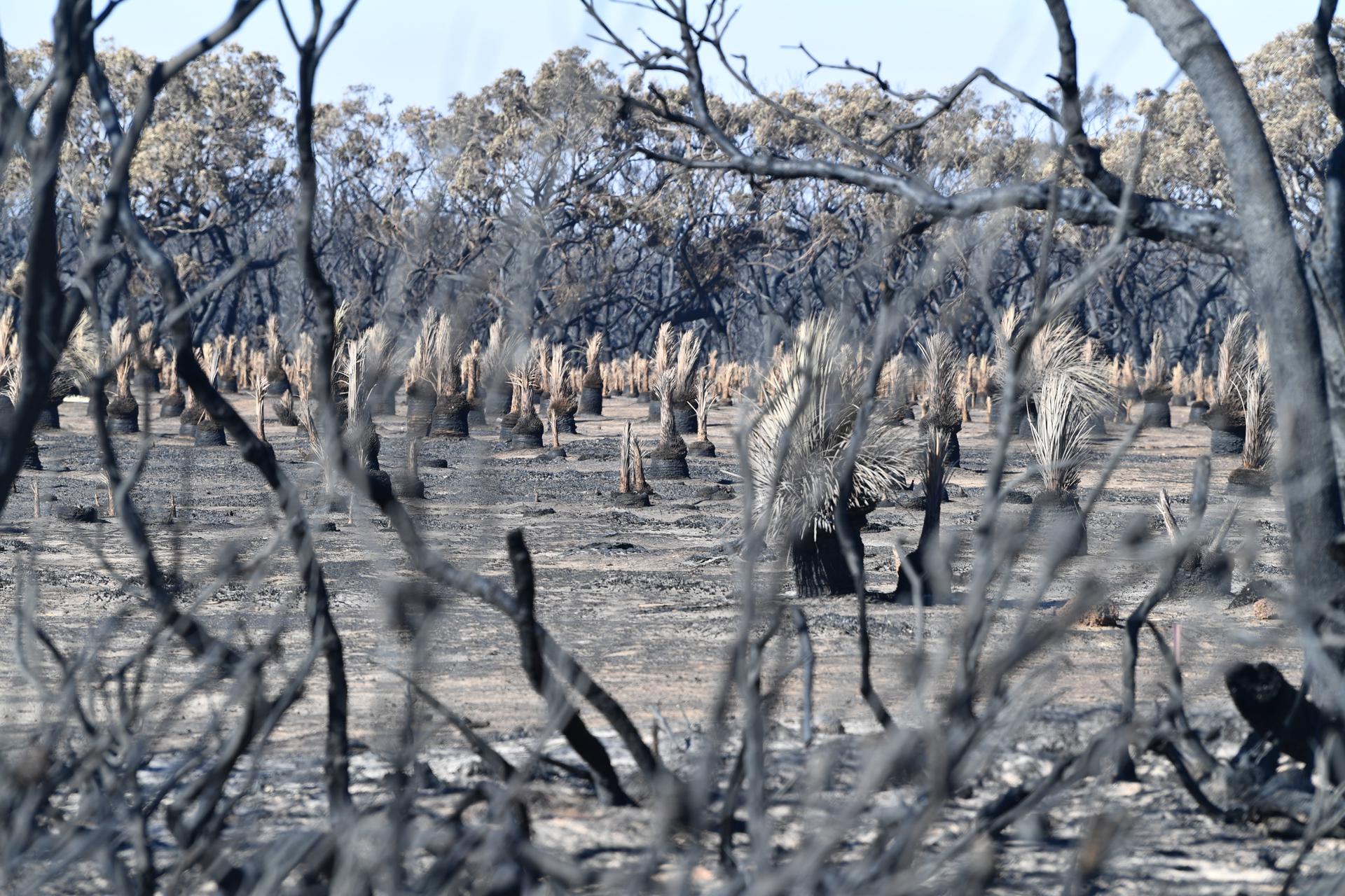 Fotografía de archivo de terreno calcinado durante el conocido como "Verano Negro" en Australia.
EFE/EPA/DAVID MARIUZ AUSTRALIA AND NEW ZEALAND OUT[AUSTRALIA AND NEW ZEALAND OUT]