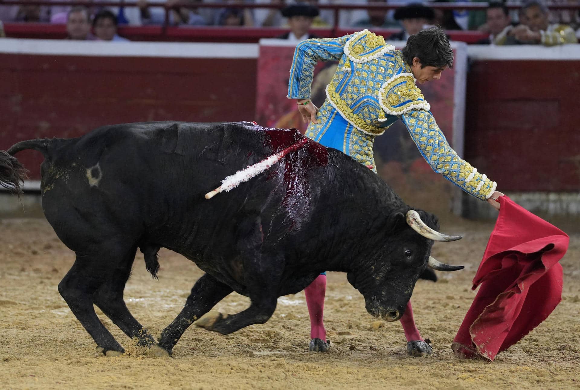 El torero francés Sebastián Castella, lidia al toro 'Acérrimo' de la ganadería Las Ventas del Espíritu Santo, durante la tercera jornada de la feria taurina de Cali este sábado, en la plaza de toros Cañaveralejo de Cali (Colombia). EFE/ Ernesto Guzmán