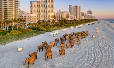 Fotografía cedida por Lee Smith donde se muestra la instalación 'The Great Elephant Migration', un conjunto de esculturas de elefantes indios a tamaño natural puestos en la playa de Miami Beach, Florida (Estados Unidos).EFE/Lee Smith