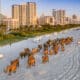 Fotografía cedida por Lee Smith donde se muestra la instalación 'The Great Elephant Migration', un conjunto de esculturas de elefantes indios a tamaño natural puestos en la playa de Miami Beach, Florida (Estados Unidos).EFE/Lee Smith