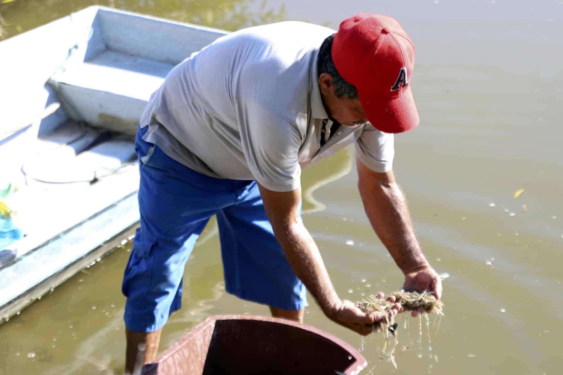 Fotografía del 17 de diciembre de 2024 de Rafael Montoya un pequeño productor trabajando en una laguna artificial donde se cultiva camarón en el municipio de Marcovia en el sur de Honduras. EFE/ Germán Reyes