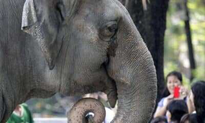 Fotografía de archivo de la elefanta Mali en un zoo de Manila.
EPA/DENNIS M. SABANGAN