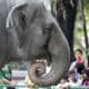 Fotografía de archivo de la elefanta Mali en un zoo de Manila.
EPA/DENNIS M. SABANGAN