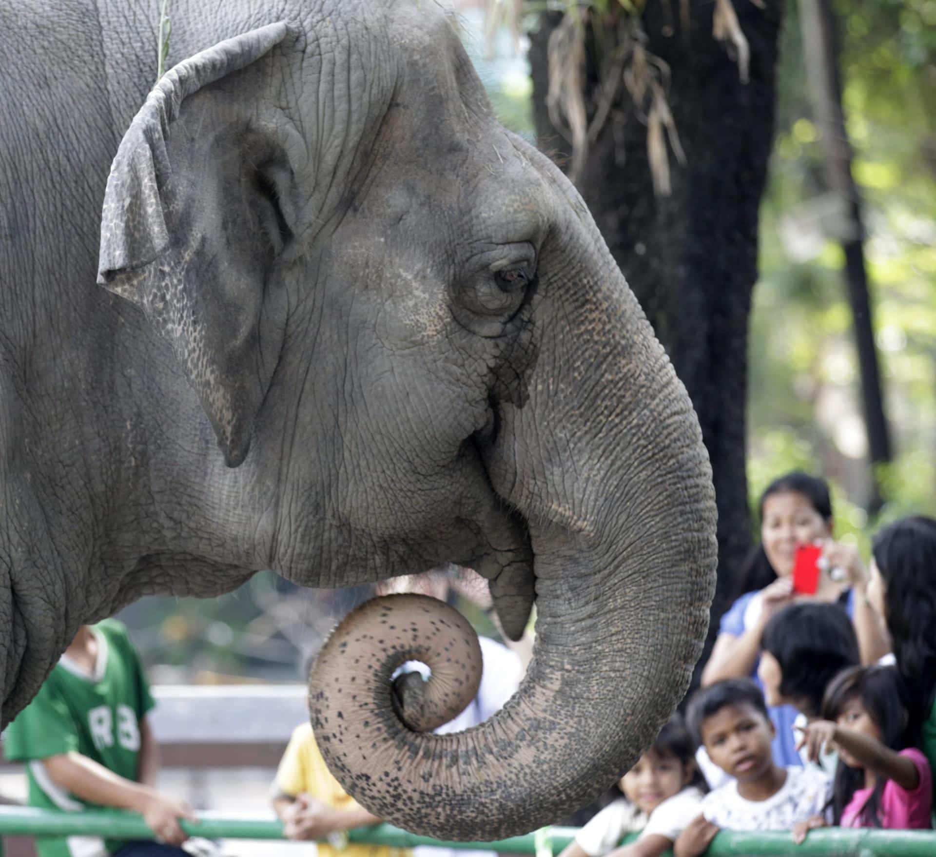 Fotografía de archivo de la elefanta Mali en un zoo de Manila.
EPA/DENNIS M. SABANGAN