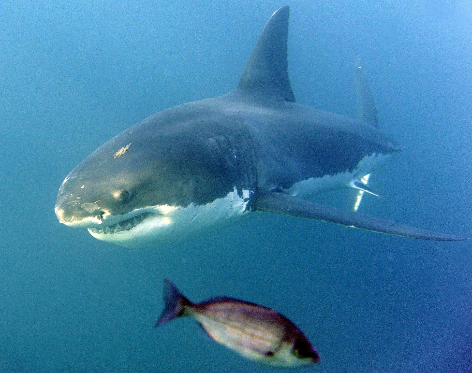 Fotografía de archivo de un gran tiburón blanco. EPA/HELMUT FOHRINGER