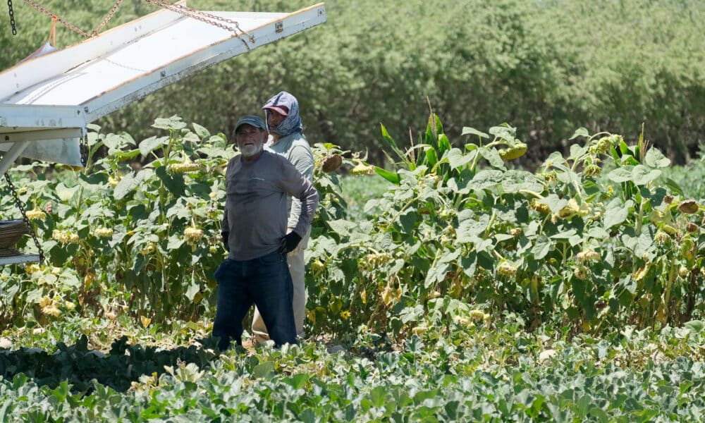 Foto de archivo de dos trabajadores del campo que observan a la cámara durante la recogida de melones, cerca de la localidad de Los Baños, en el Valle central de California (EE.UU.), estado de EE.UU. que sufre los daños del cambio climático. EFE/ Guillermo Azábal