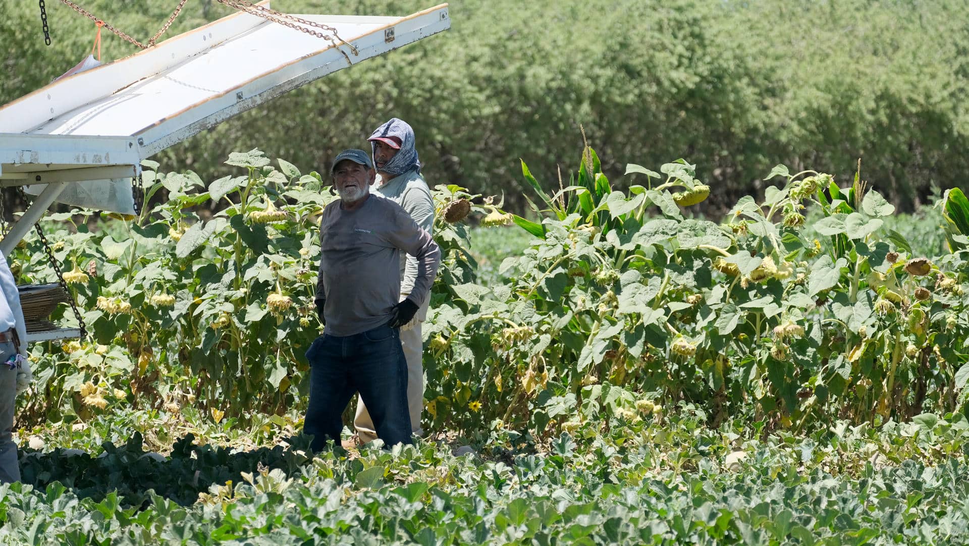 Foto de archivo de dos trabajadores del campo que observan a la cámara durante la recogida de melones, cerca de la localidad de Los Baños, en el Valle central de California (EE.UU.), estado de EE.UU. que sufre los daños del cambio climático. EFE/ Guillermo Azábal