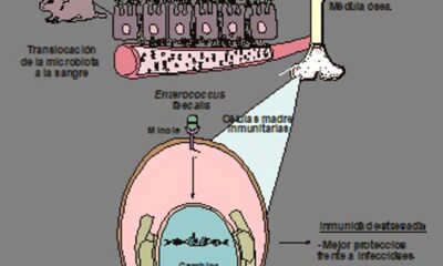 Investigadores españoles han descubierto cómo el intestino puede influir en el desarrollo de enfermedades inflamatorias o cardiovasculares, un hallazgo que podría abrir la puerta a nuevas terapias para prevenir dolencias como la colitis o la aterosclerosis.  Imagen cedida por el Centro Nacional de Investigaciones Cardiovasculares (CNIC).