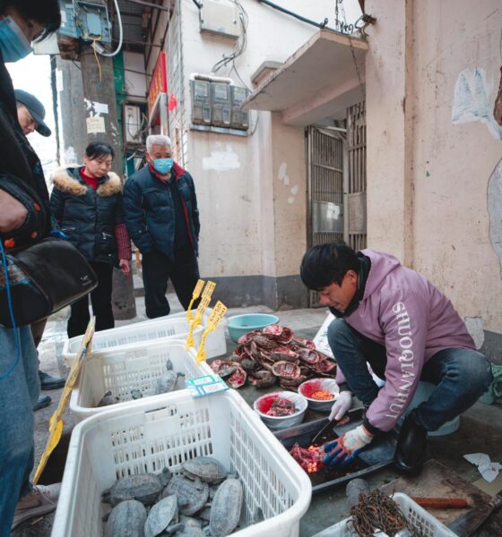 Un hombre vende tortugas en un mercado de Wuhan este 21 de enero. EFE/EPA/ALEX PLAVEVSKI