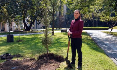 Fotografía cedida por la Presidencia de México de la mandataria, Claudia Sheinbaum, durante la siembra de un árbol en el Palacio Nacional de Ciudad de México (México). EFE/Presidencia de México