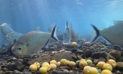 Ejemplar de 'Brycon falcatus', uno de los peces que habitan los bosques inundados de la Amazonía, tragando un fruto de bacupari. Un estudio ha constatado que a más variedad de árboles, más peces en los bosques inundados de la Amazonía. Foto de Lucelia Nobre Carvalho