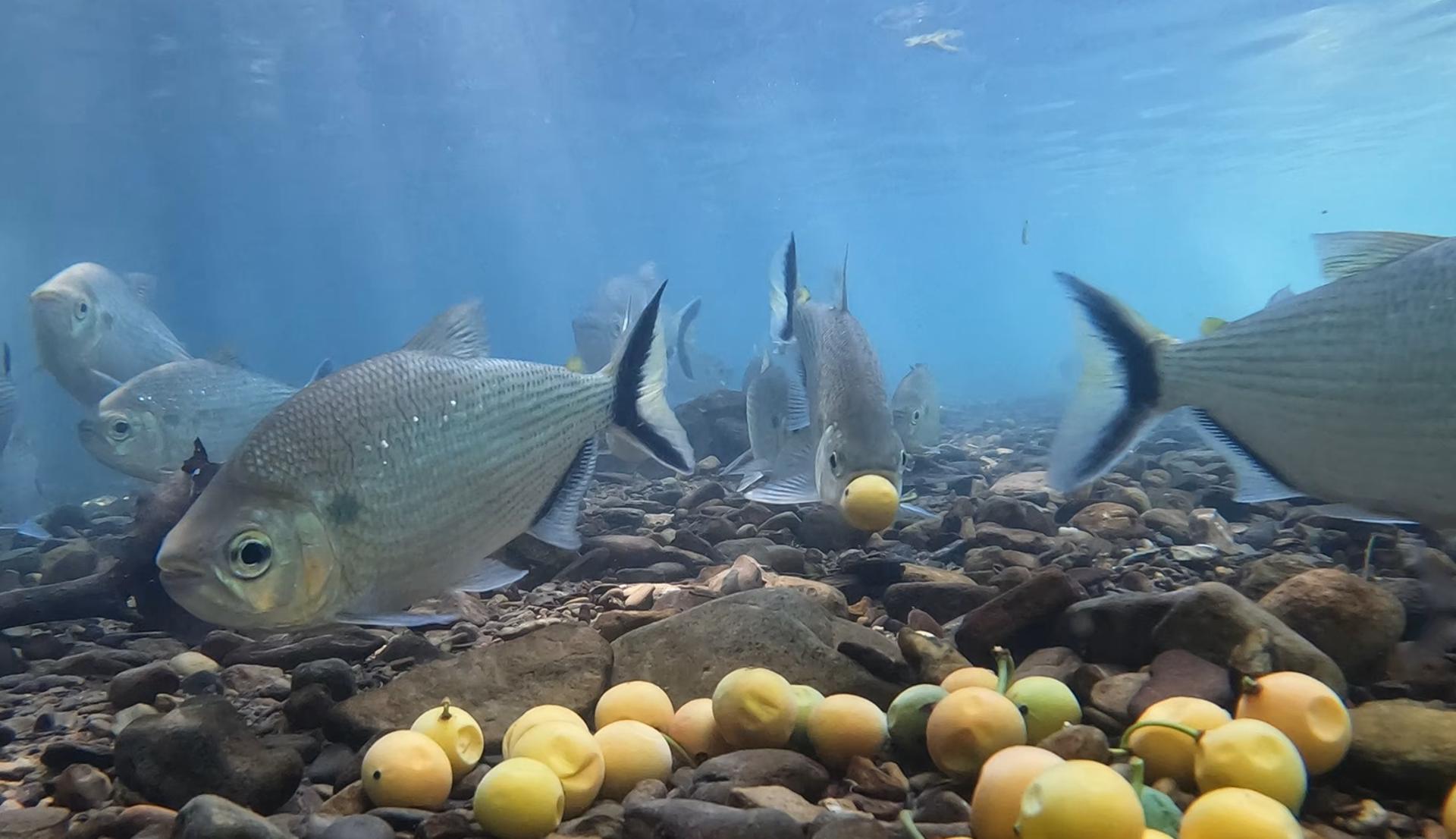 Ejemplar de 'Brycon falcatus', uno de los peces que habitan los bosques inundados de la Amazonía, tragando un fruto de bacupari. Un estudio ha constatado que a más variedad de árboles, más peces en los bosques inundados de la Amazonía. Foto de Lucelia Nobre Carvalho