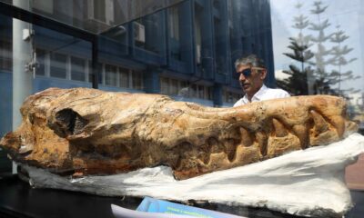 Un hombre observa un fósil de ´Babilosaurio de Ocucaje´, uno de las mayores cetáceos que se conocen, pariente extinto del tiburón blanco de 9 millones de años de antigüedad, que fue presentado en Lima. EFE/ Paolo Aguilar