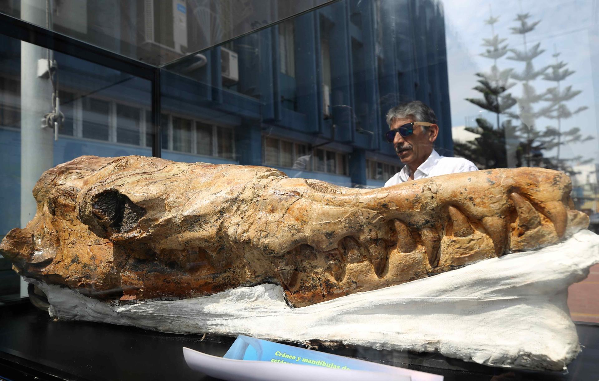 Un hombre observa un fósil de ´Babilosaurio de Ocucaje´, uno de las mayores cetáceos que se conocen, pariente extinto del tiburón blanco de 9 millones de años de antigüedad, que fue presentado en Lima. EFE/ Paolo Aguilar