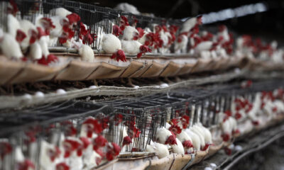 Fotografía de archivo que muestra un criadero de gallinas. EFE/Ulises Ruiz Basurto