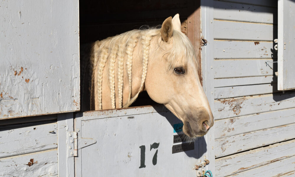 Un caballo descansa en el refugio temporal Los Angeles Equestrian Center (LAEC) este sábado, en Los Ángeles (Estados Unidos). EFE/ Mónica Rubalcava