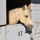 Un caballo descansa en el refugio temporal Los Angeles Equestrian Center (LAEC) este sábado, en Los Ángeles (Estados Unidos). EFE/ Mónica Rubalcava