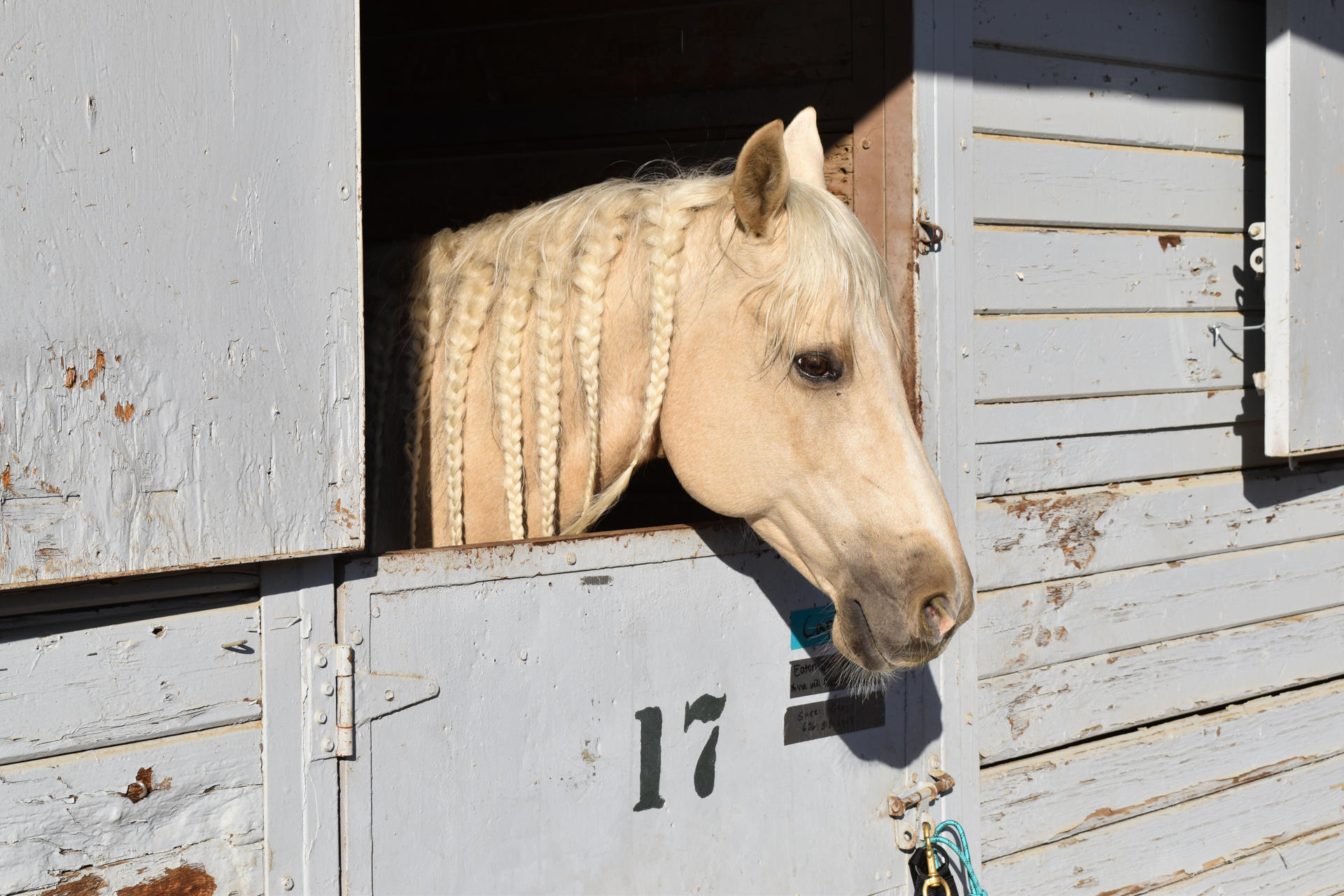 Un caballo descansa en el refugio temporal Los Angeles Equestrian Center (LAEC) este sábado, en Los Ángeles (Estados Unidos). EFE/ Mónica Rubalcava