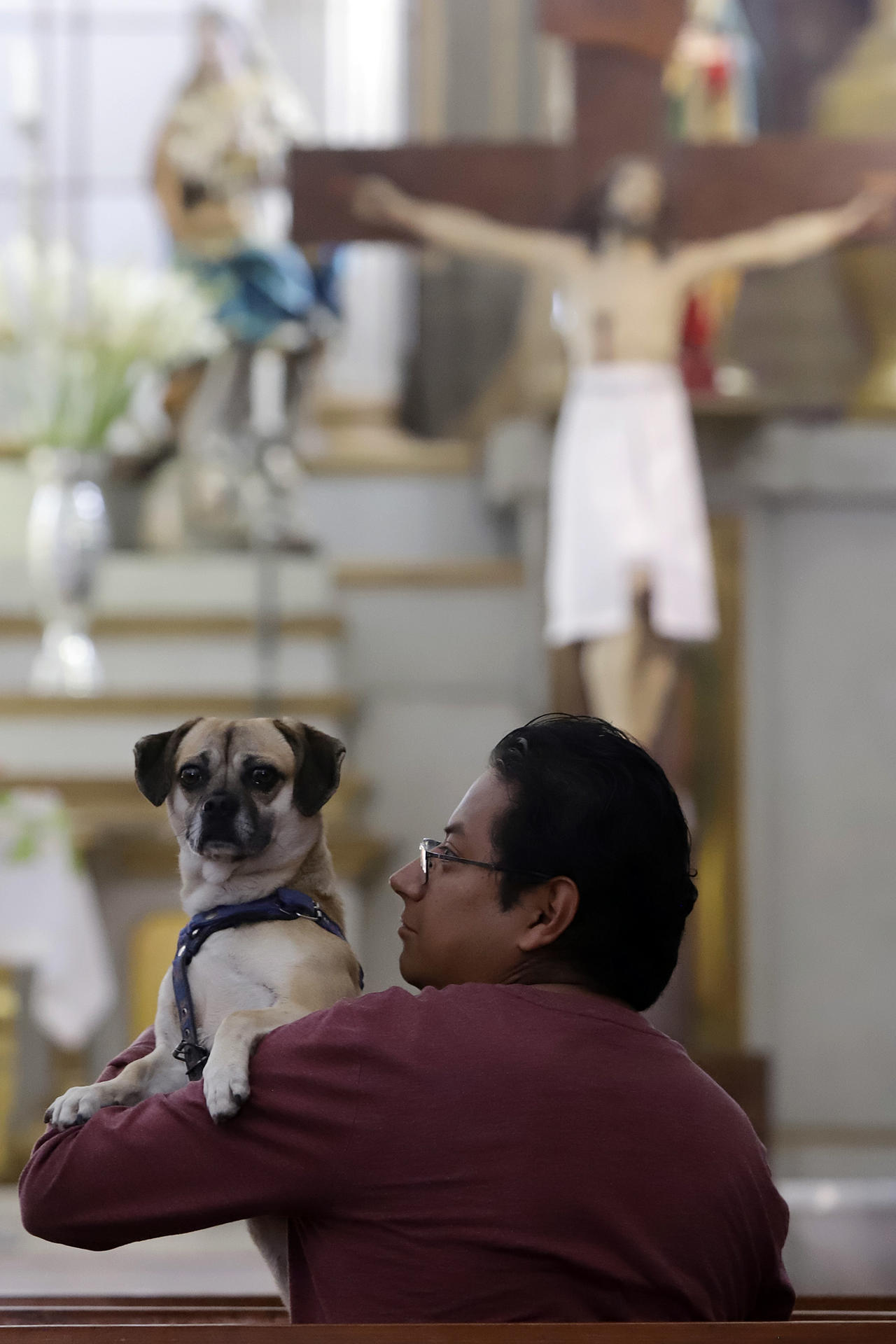 Un hombre lleva a su mascota a bendecir este viernes, en la ciudad de Puebla (México). EFE/ Hilda Ríos