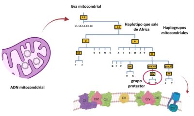 Algunas variantes genéticas presentes en el ADN de las poblaciones europeas podría ofrecer protección frente a formas graves del covid-19, según ha comprobado un equipo internacional de investigadores liderado por científicos españoles. Imagen facilitada por el Instituto de Salud Carlos III.