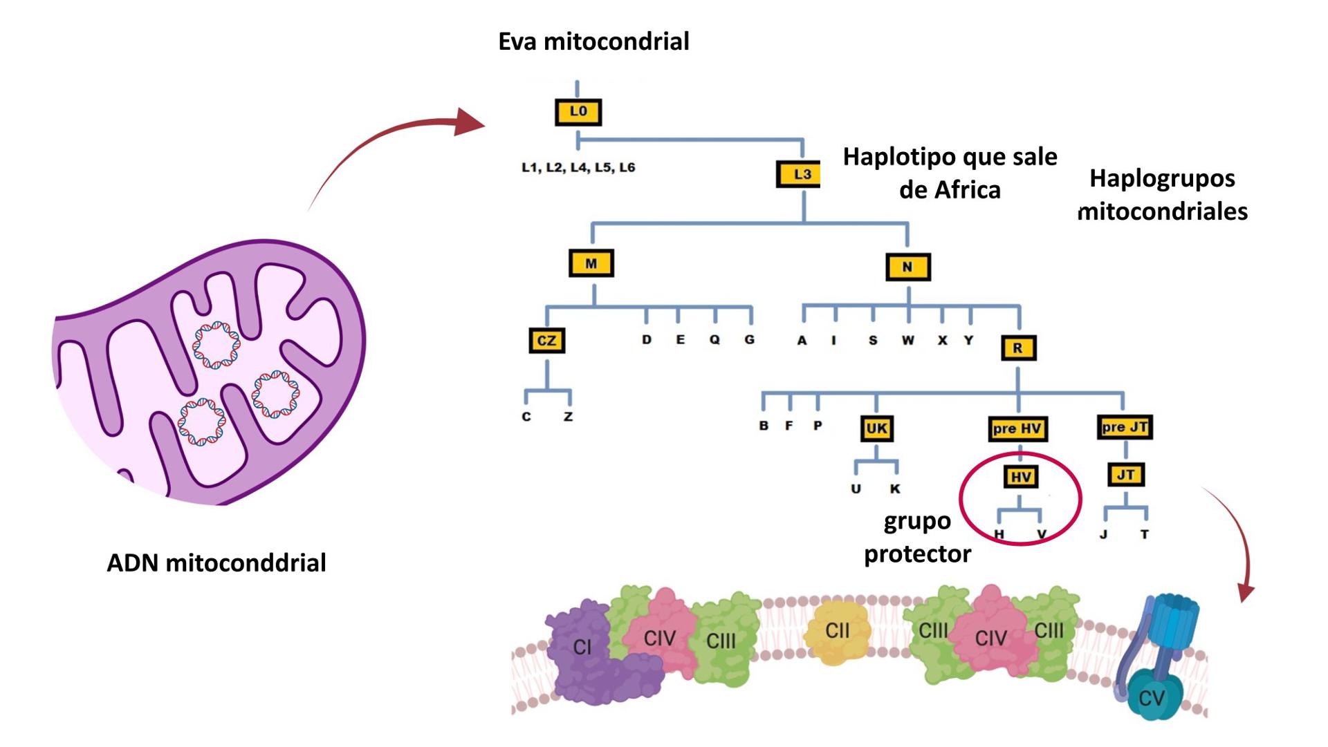 Algunas variantes genéticas presentes en el ADN de las poblaciones europeas podría ofrecer protección frente a formas graves del covid-19, según ha comprobado un equipo internacional de investigadores liderado por científicos españoles. Imagen facilitada por el Instituto de Salud Carlos III.