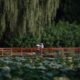 Una familia pasea en un parque en Pekín, China, en una imagen de archivo. EFE/EPA/JESSICA LEE